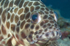 Longfin Grouper (Epinephelus quoyanus)