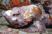 False Stonefish (Scorpaenopsis diabolus)