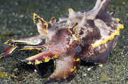 Flamboyant Cuttlefish (Metasepia pfefferi)