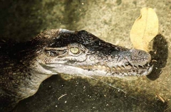 New Guinea Freshwater Crocodile (Crocodylus novaeguinea novaeguinea)