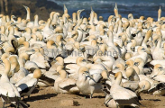 Cape Gannet (Morus capensis)