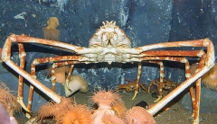 Giant Spider Crab (Macrocheira kaempferi) Large adult. legs long skinny ...