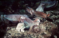 Giant Cuttlefish (Sepia apama)