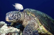 Green Turtle (Chelonia mydas)