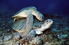 Green Turtles (Chelonia mydas)