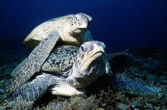 Green Turtles (Chelonia mydas)