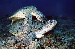 Green Turtles (Chelonia mydas)