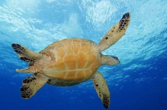 Green Turtle (Chelonia mydas)