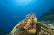 Green Turtle (Chelonia mydas)