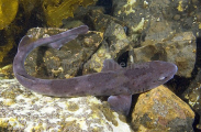 Grey Spotted Catshark (Asymbolus analis)