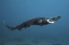 Roughskin Catshark (Apristurus ampliceps)