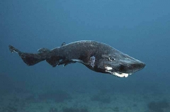 Roughskin Catshark (Apristurus ampliceps)