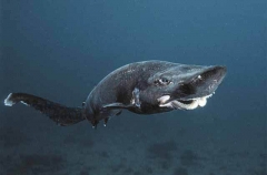 Roughskin Catshark (Apristurus ampliceps)