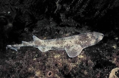 Draughtboard Swell Shark (Cephaloscyllium laticeps)