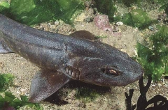 Dark Shyshark (Haploblepharus pictus)