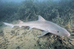 Gummy Shark (Mustelus antarcticus)