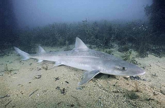 Gummy Shark (Mustelus antarcticus)