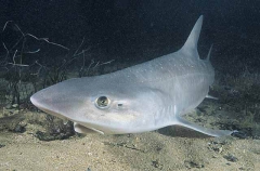 Gummy Shark (Mustelus antarcticus)