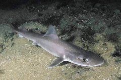 Gummy Shark (Mustelus antarcticus)