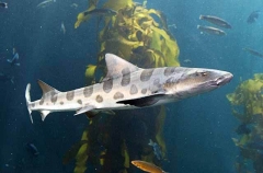 Leopard Shark (Triakis semifasciata)