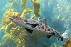 Leopard Shark (Triakis semifasciata)