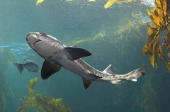 Leopard Shark (Triakis semifasciata)