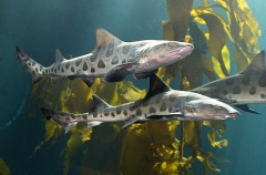 Leopard Sharks (Triakis semifasciata)