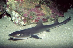 Grey Smoothhound Shark (Mustelus californicus)