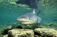 Bull Shark (Carcharhinus leucas)