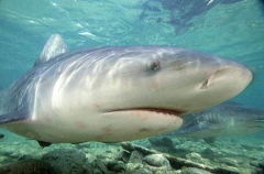 Bull Shark (Carcharhinus leucas)