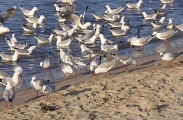 Silver Gulls (Larus novaehollandiae)