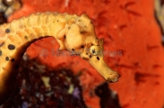 Big-belly Seahorse (Hippocampus abdominalis)