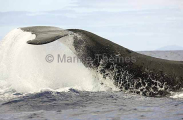 Humpback Whale (Megaptera novaeangliae)