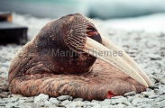 Atlantic Walrus (Odobenus rosmarus rosmarus)