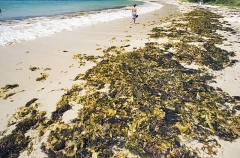 Kelp fronds washed up on beach after storm.