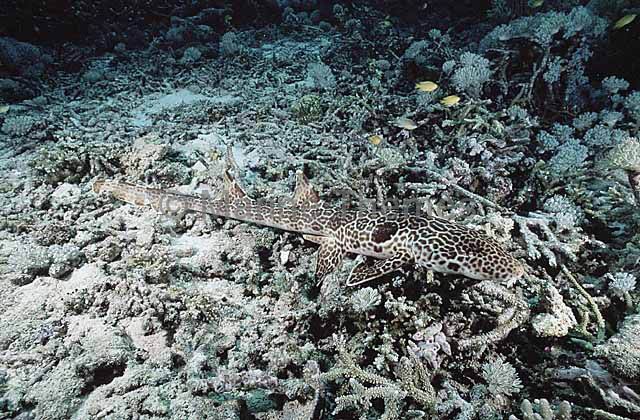 freycinets epaulette shark