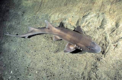 Brownbanded Bamboo Shark (Chiloscyllium punctatum)