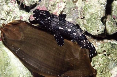 Whitespotted Bamboo Shark (Chiloscyllium plagiosum)