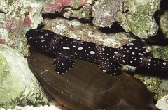 Whitespotted Bamboo Shark (Chiloscyllium plagiosum)