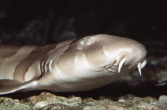 Gray Bamboo Shark (Chiloscyllium griseum)