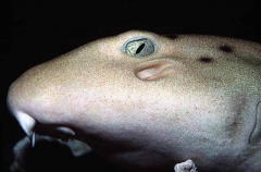 Gray Bamboo Shark (Chiloscyllium griseum)