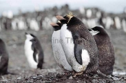 Macaroni Penguin (Eudyptes chrysolophus)