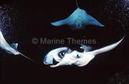 Manta Rays (Manta birostris)