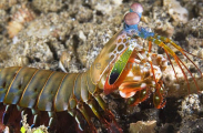 Mantis Shrimp (Odontodactylus scyllarus)