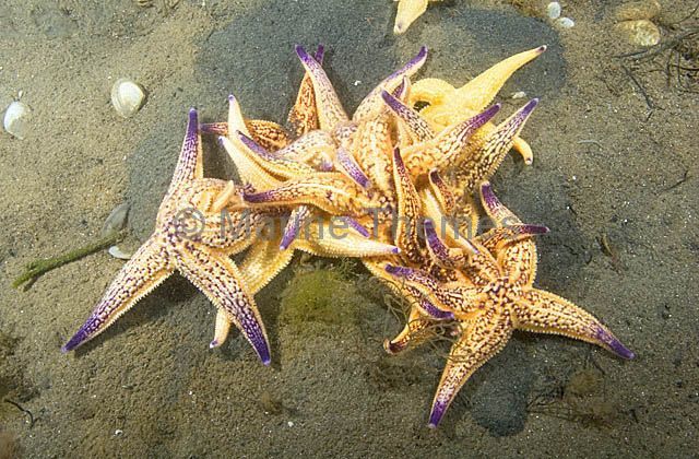 Northern Pacific Sea Star - MarineThemes Stock Photo Library