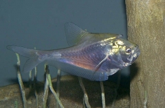 Nurseryfish (Kurtus gulliveri)