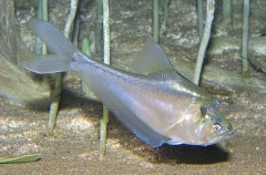 Nurseryfish (Kurtus gulliveri)