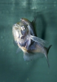 Nurseryfish (Kurtus gulliveri)