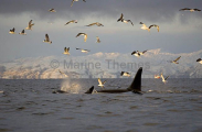 Killer Whales (Orcinus orca)