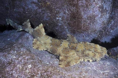 Ornate Wobbegong Shark (Orectolobus ornatus)